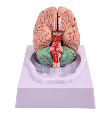 Natural brain (ID 32)-0