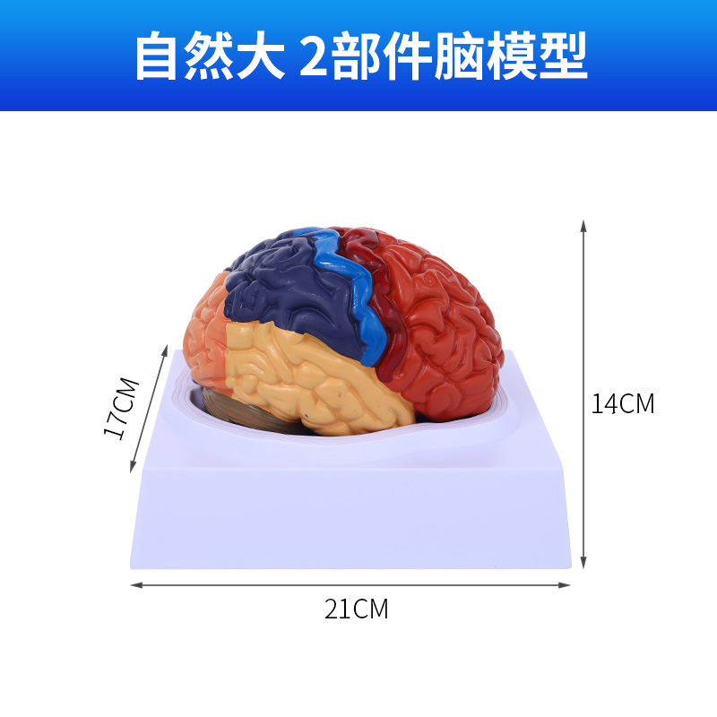 Color-sorting brain 2 components (whole)-0