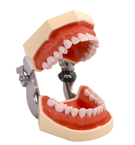 Standard oral cavity with dental frame (full - mouth detachable)-0