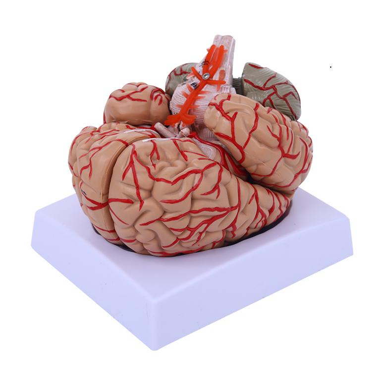 Nine-part brain (with labels)-1