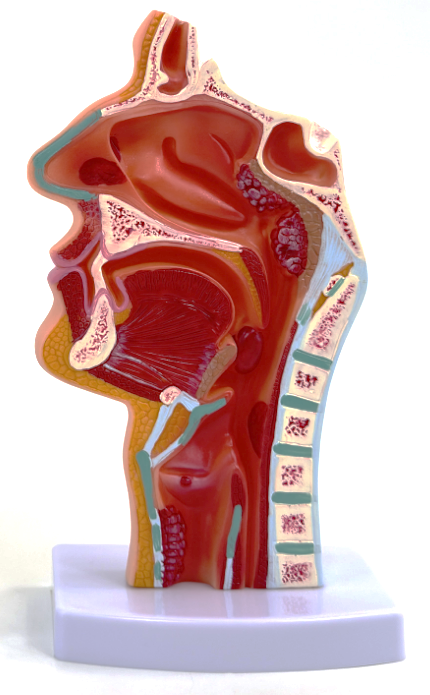 Pathological oral, nasal and pharyngeal model-1