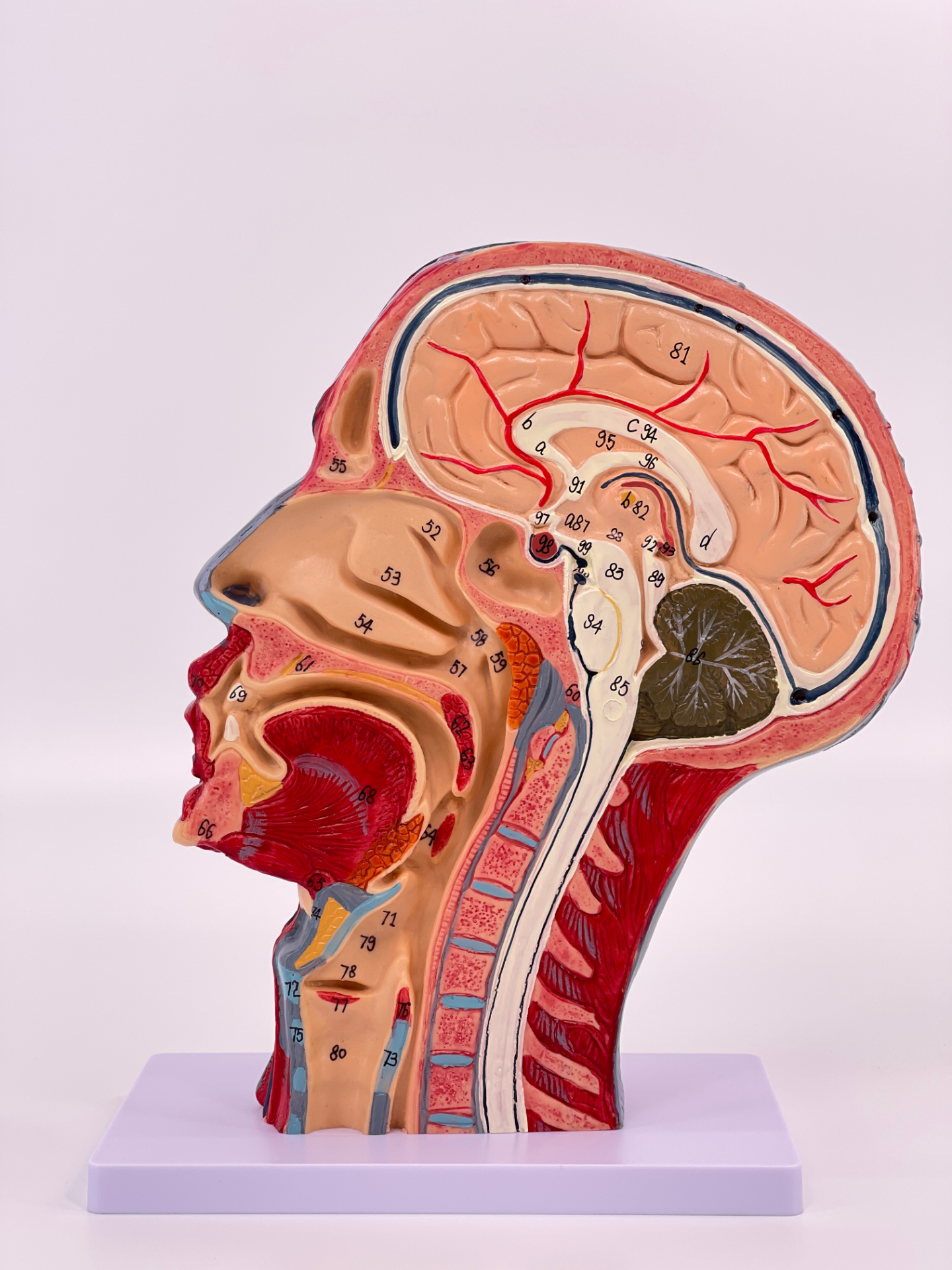 Advanced superficial head-1
