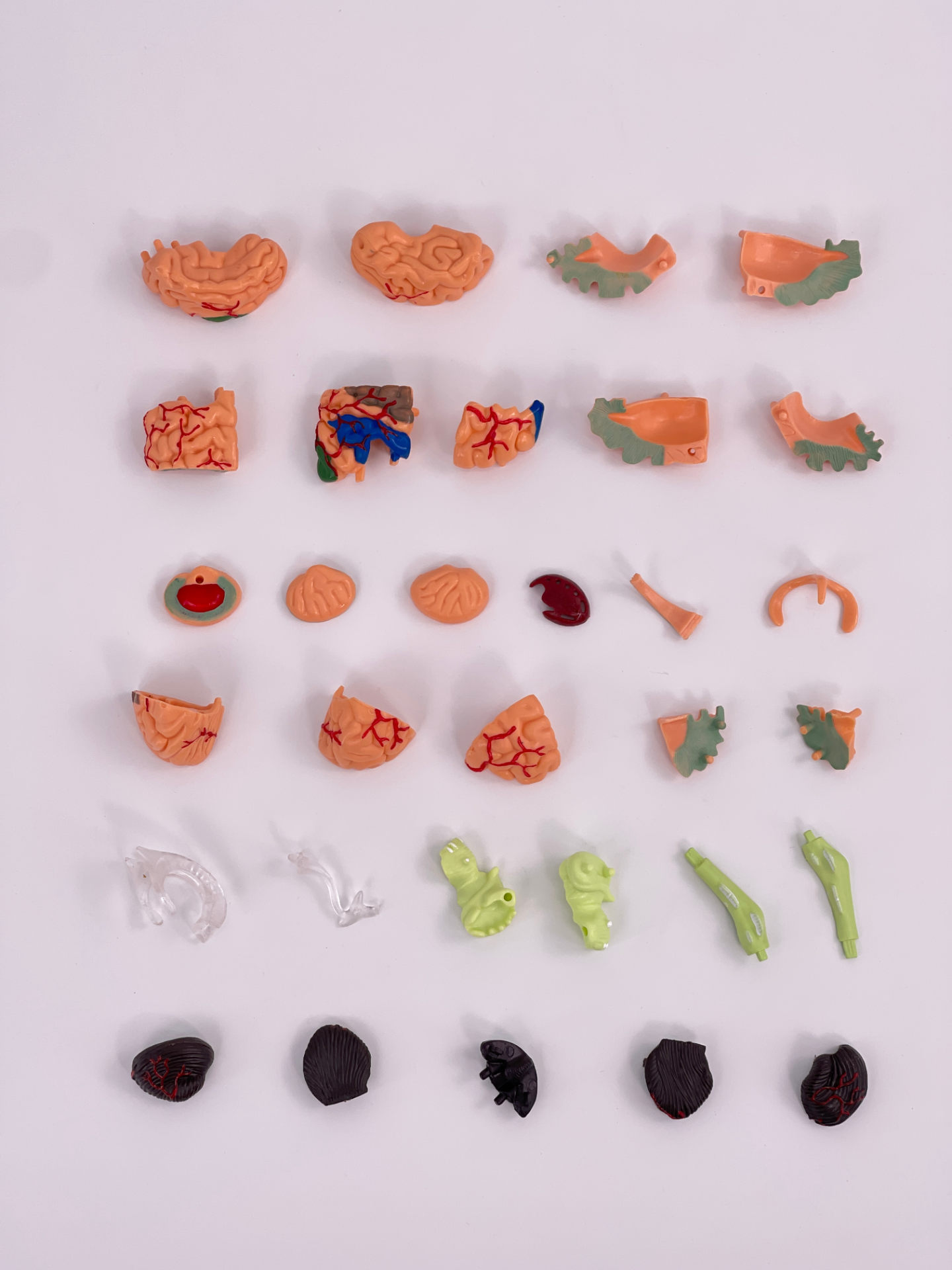 4D Brain (31 detachable parts)-1