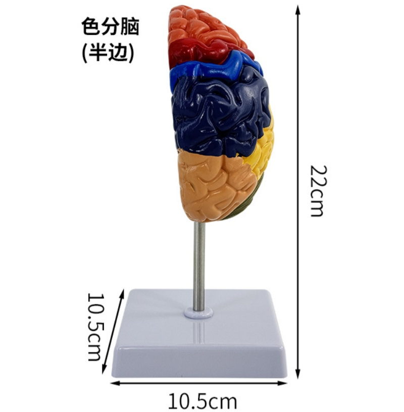 Color-coded brain (half)-0