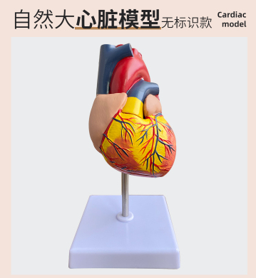 Natural big heart (with logo)-0