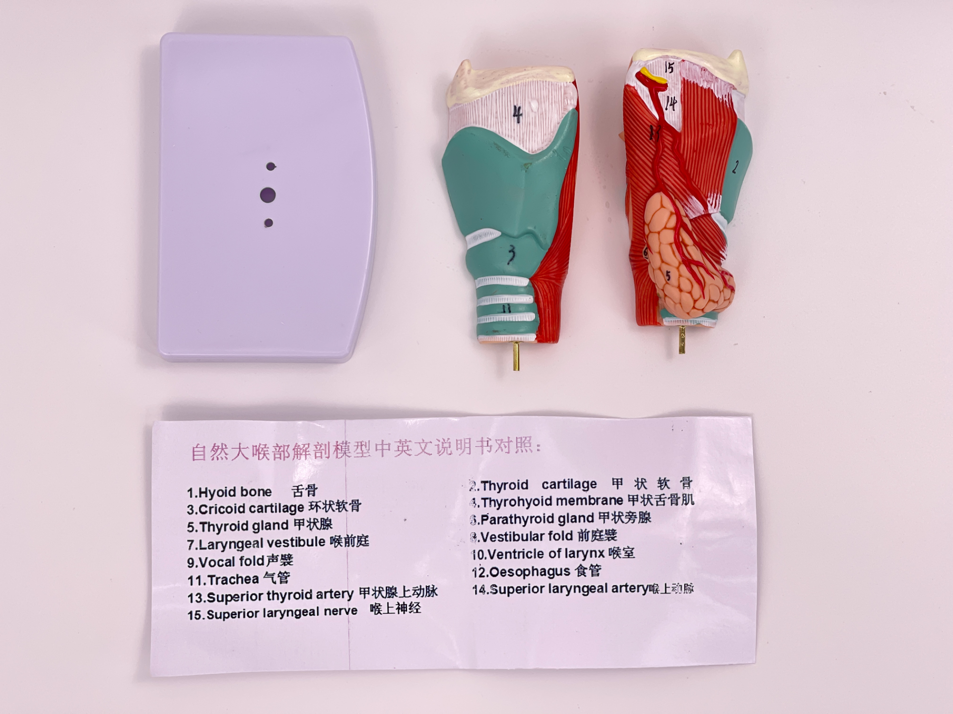 Natural large larynx anatomy (2 parts)-1