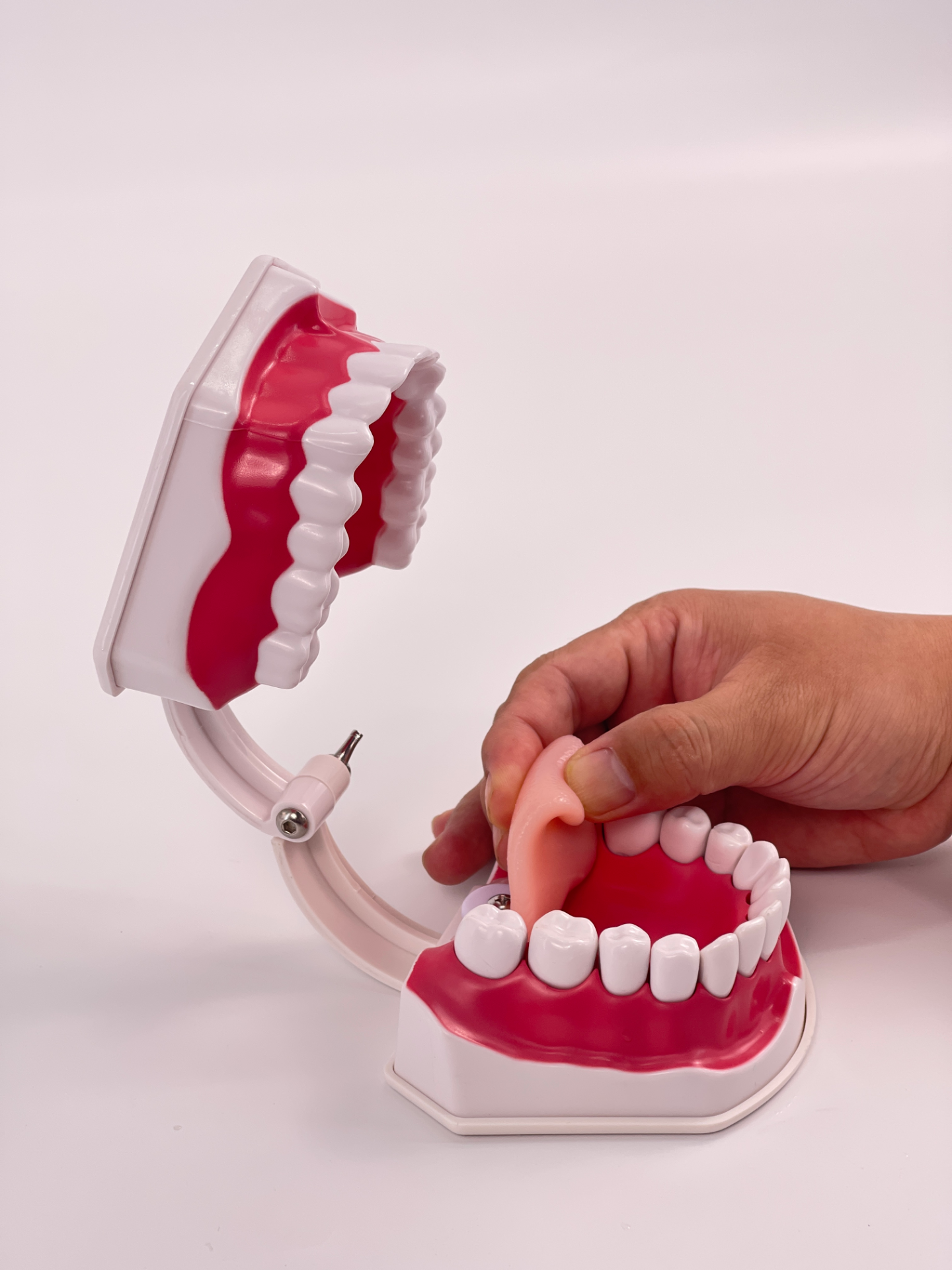 2x Oral cavity (Removable lower teeth + Tongue)-1