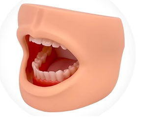 Oral cavity with cheeks-0