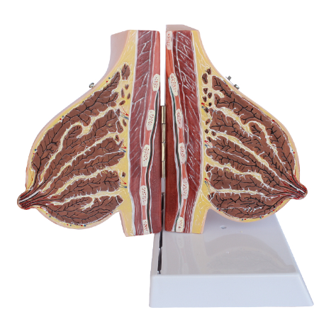 Anatomize the breast during lactation.-0