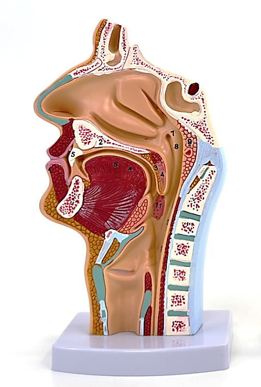 Normal oronasopharyngeal model-1