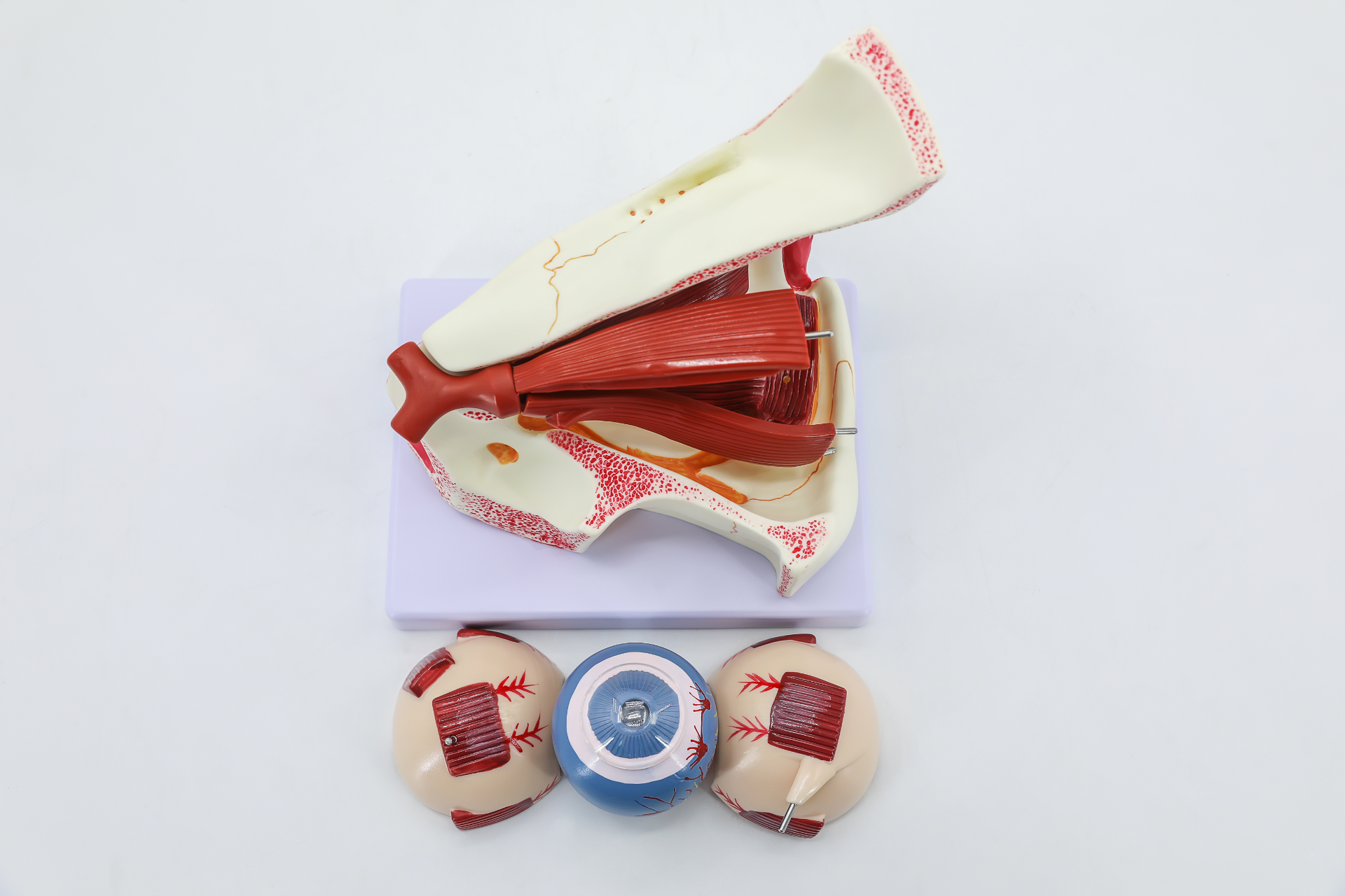 Orbital magnified anatomical model-1