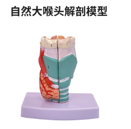 Natural large larynx anatomy (2 parts)-0