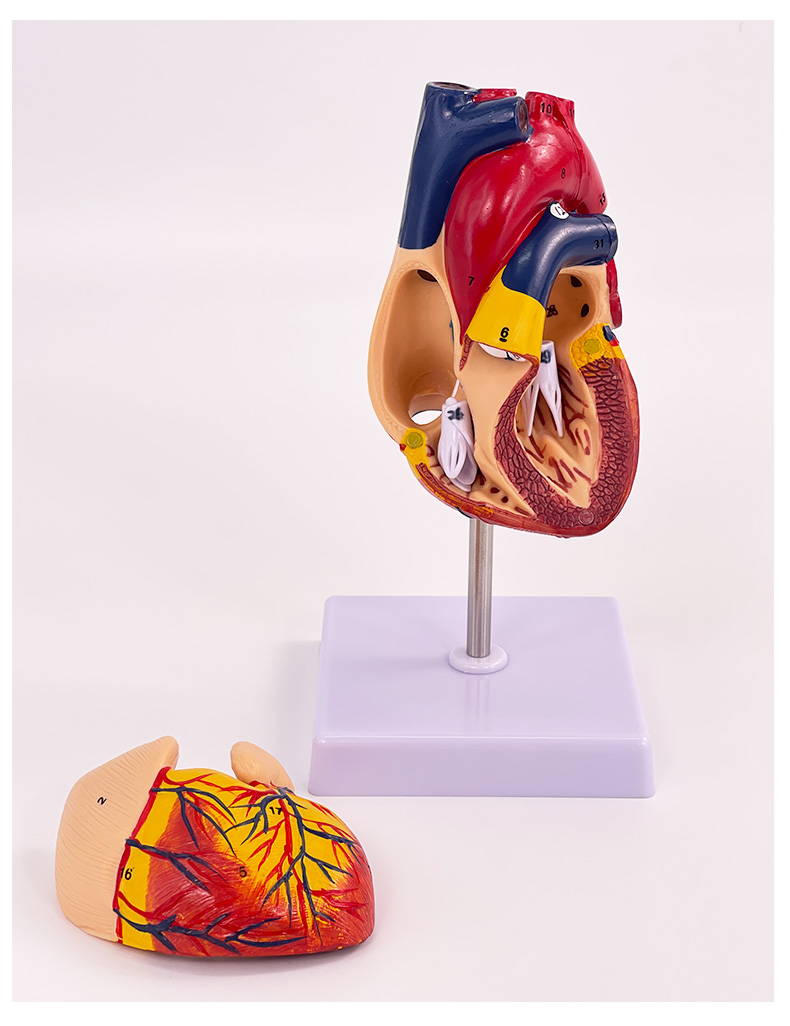 Natural big heart (with logo)-1