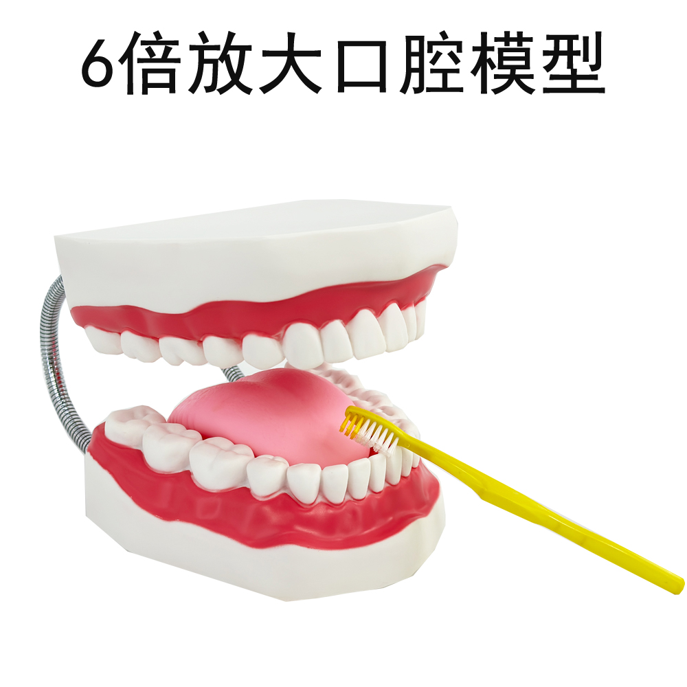 6 times the oral cavity-1