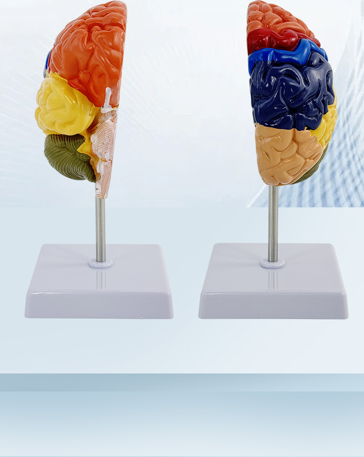 Color-coded brain (half)-1