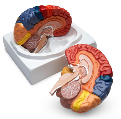 Color-sorting brain 2 components (whole)-1