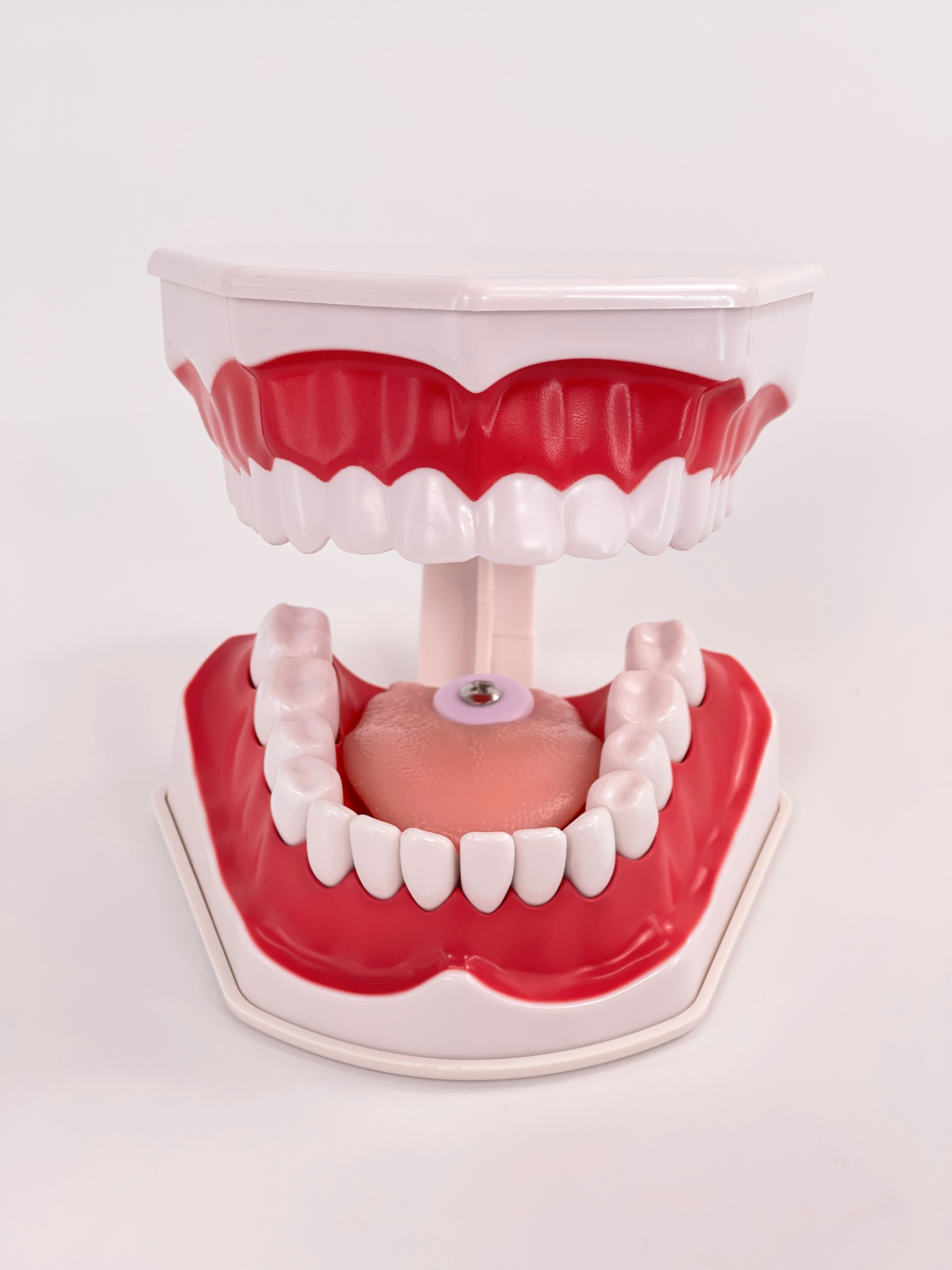 2x Oral cavity (Removable lower teeth + Tongue)-0