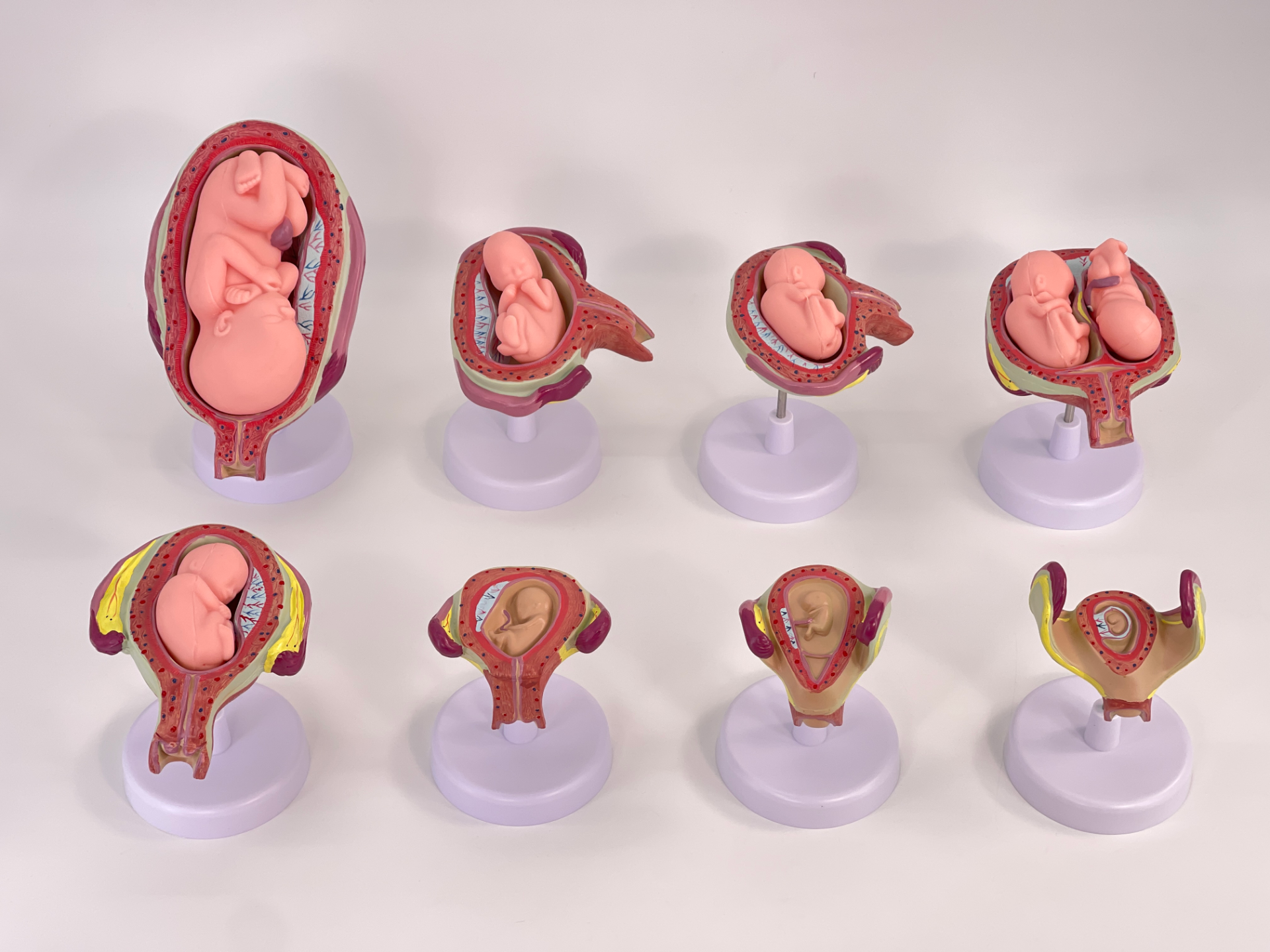 8-piece set for embryo development-0