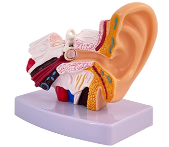 1.5 times the table ear (This translation seems rather unclear as "桌上耳" is not a common or clear term. You may need to provide more context or clarify its meaning for a more accurate translation.)-1