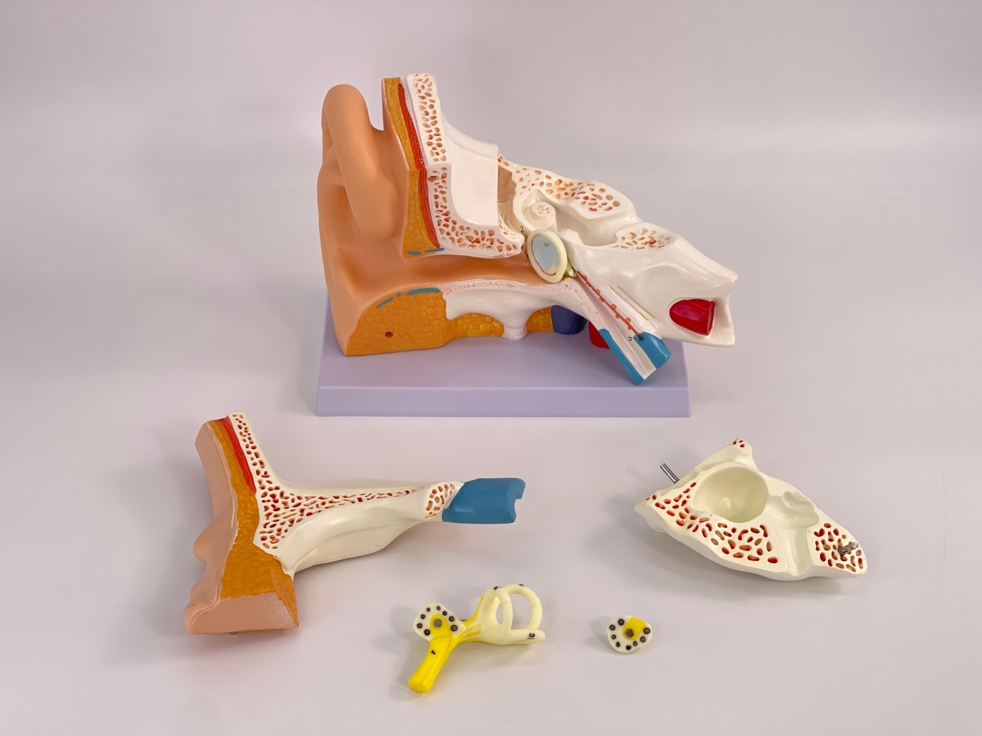 5x magnified ears (5 parts)-1