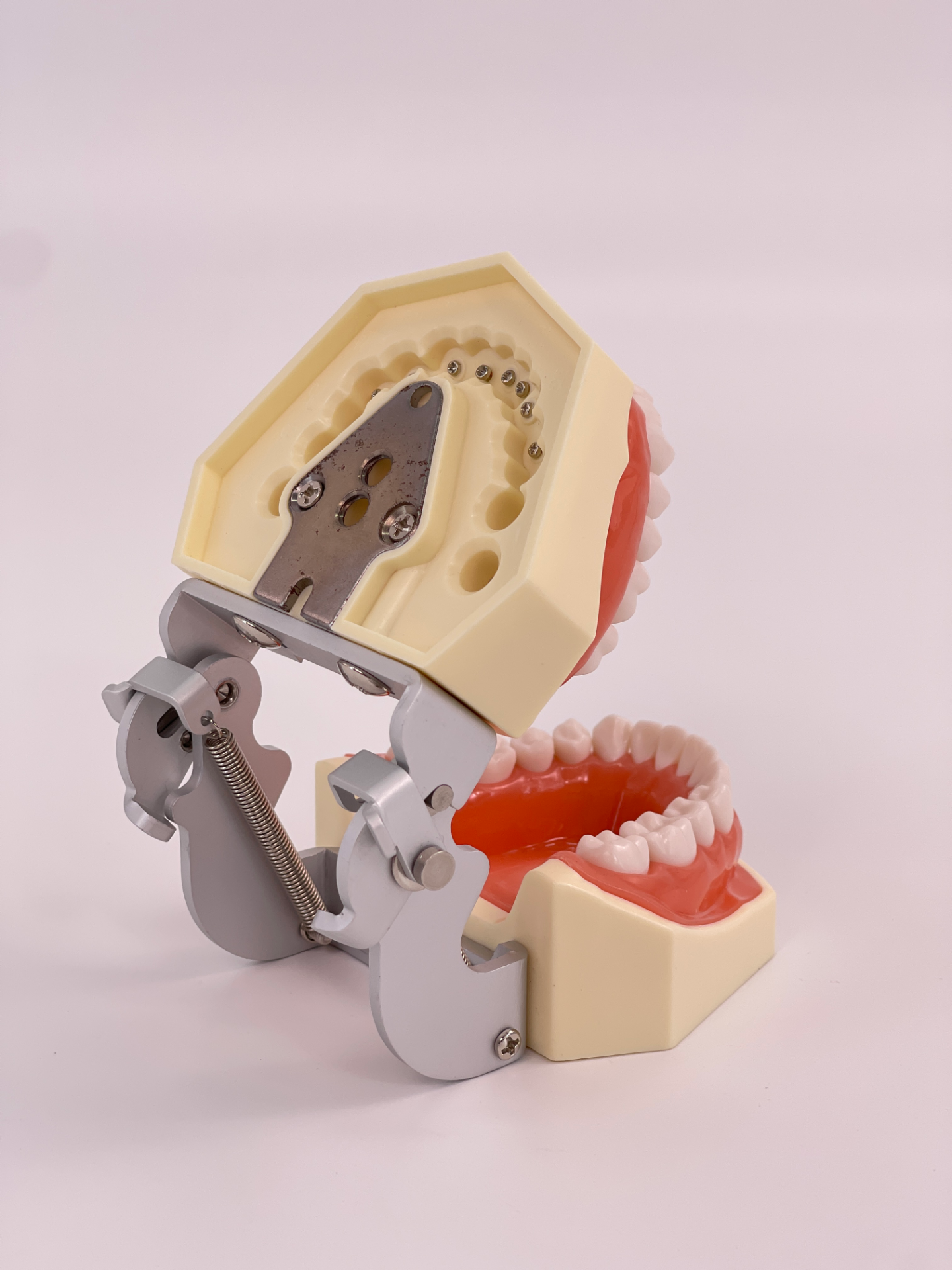 Standard oral cavity with dental frame (full - mouth detachable)-1