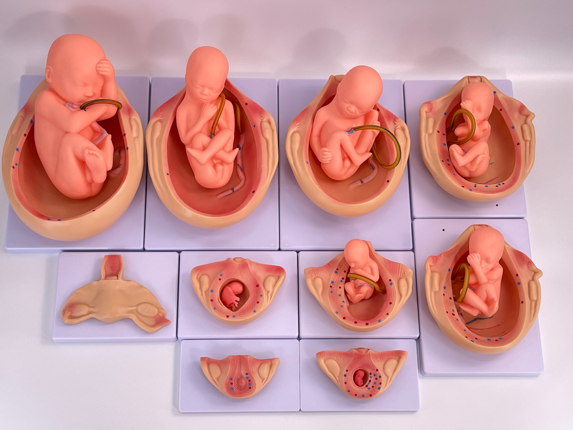 10-piece embryo development-0