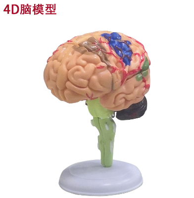 4D Brain (31 detachable parts)-0