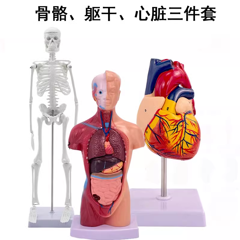 Bone, heart, and torso set-1