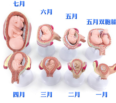 8-piece set for embryo development-1