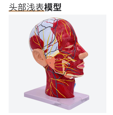 Superficial part of the head-0