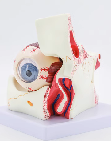 Orbital magnified anatomical model-0