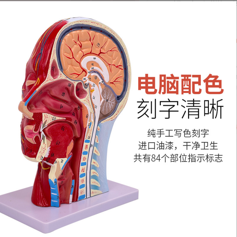 Superficial part of the head-1