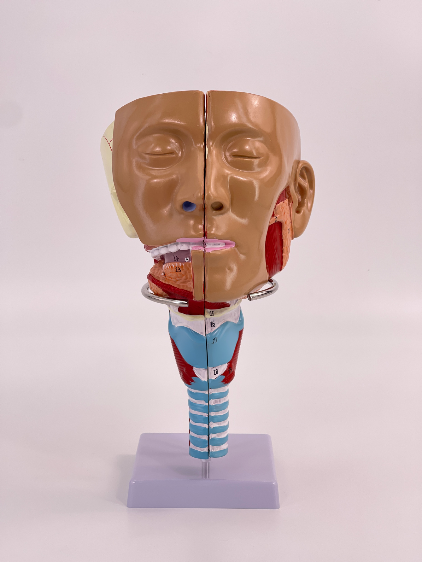 Pharyngeal muscle model-0