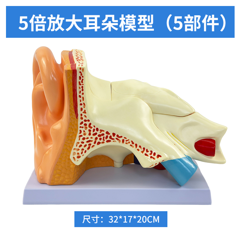 5x magnified ears (5 parts)-0