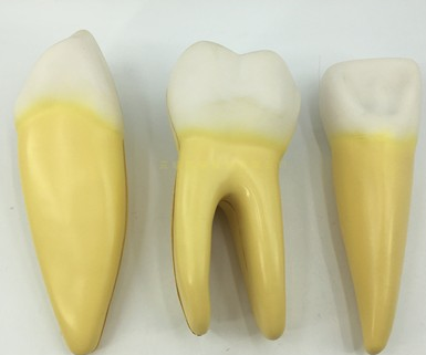Magnified anatomical models of canines, incisors, and molars-0