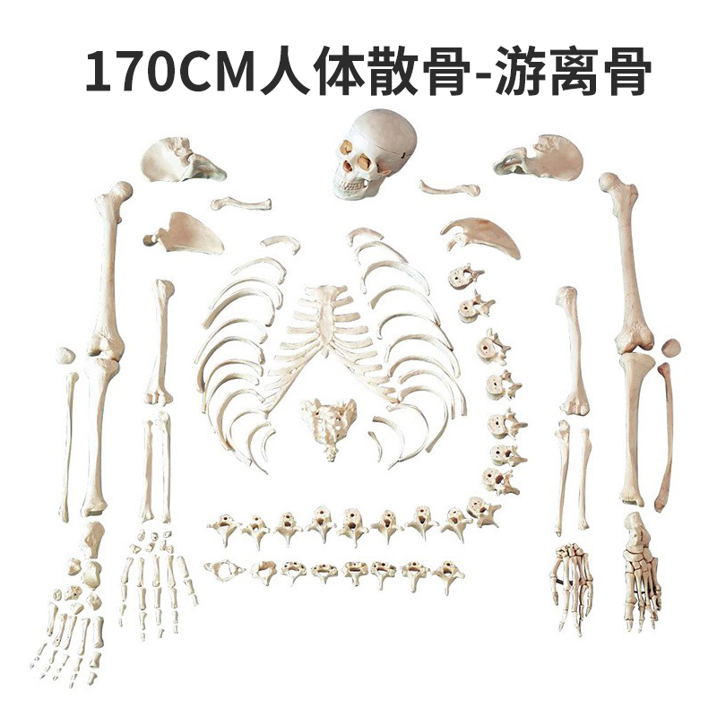 170CM loose bones-0