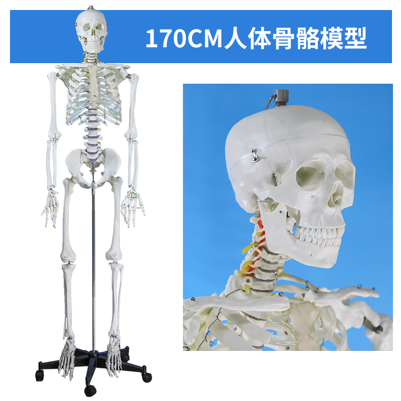 170 cm skeleton with nerve roots-0