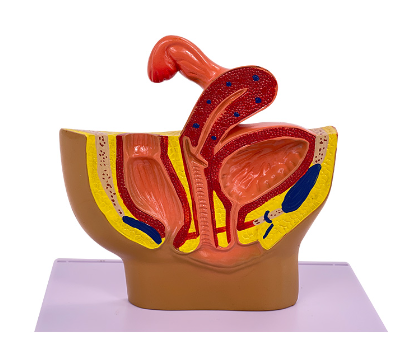 Small female pelvic sagittal-1