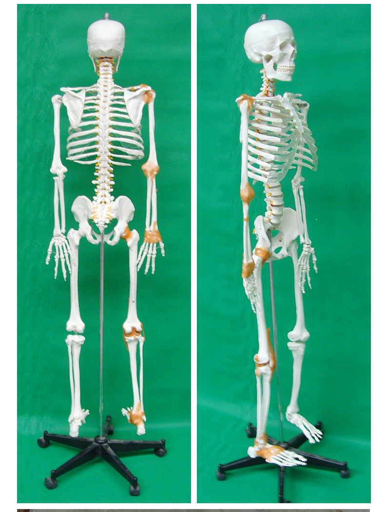 170CM skeleton with half of the ligaments-1