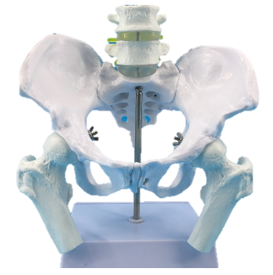 Natural large female pelvic belt, two - section lumbar belt, femur-1