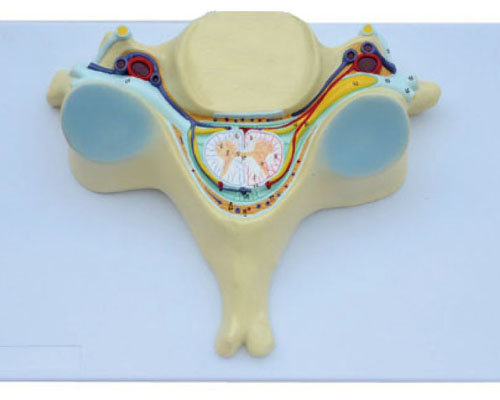 Fifth cervical vertebra model-1
