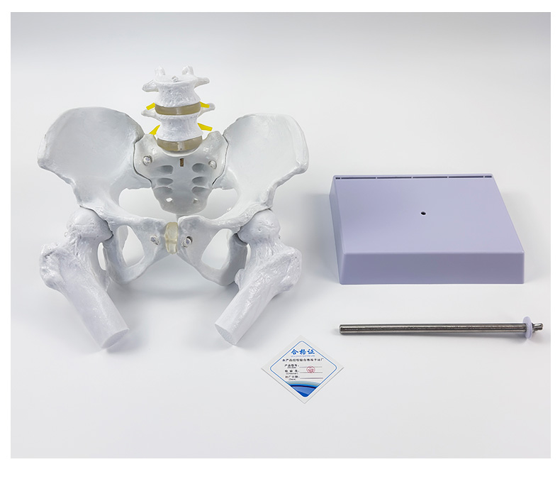 Natural large male pelvic girdle, two - segment lumbar spine, and femur-0