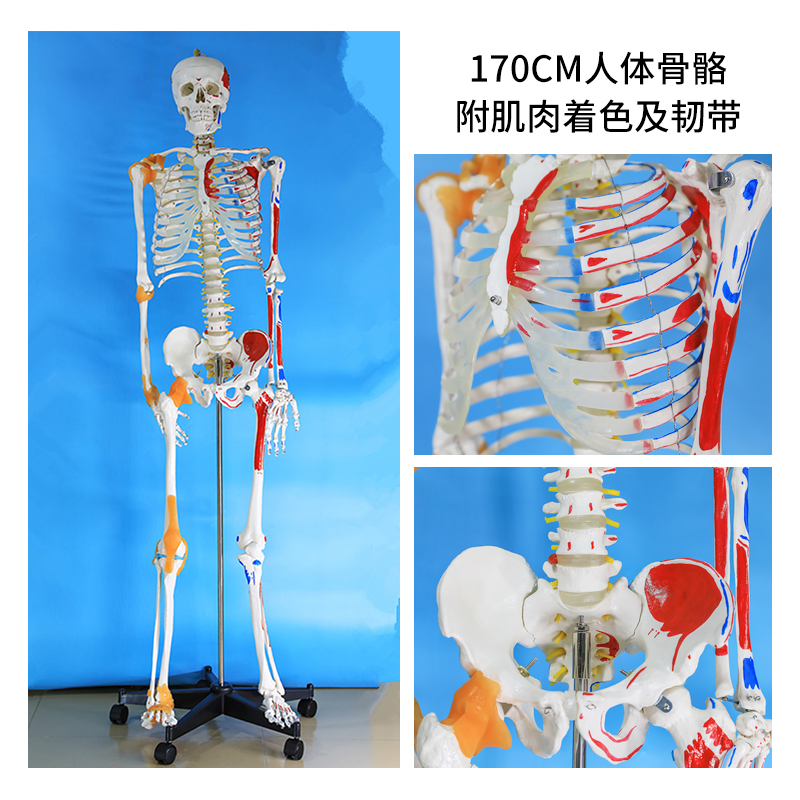 170cm human skeletal model with colored muscles and ligaments-0