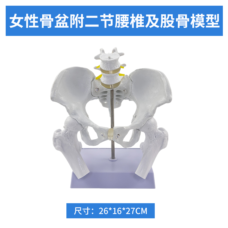 Natural large female pelvic belt, two - section lumbar belt, femur-0