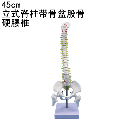 45cm vertical spine with femur-0