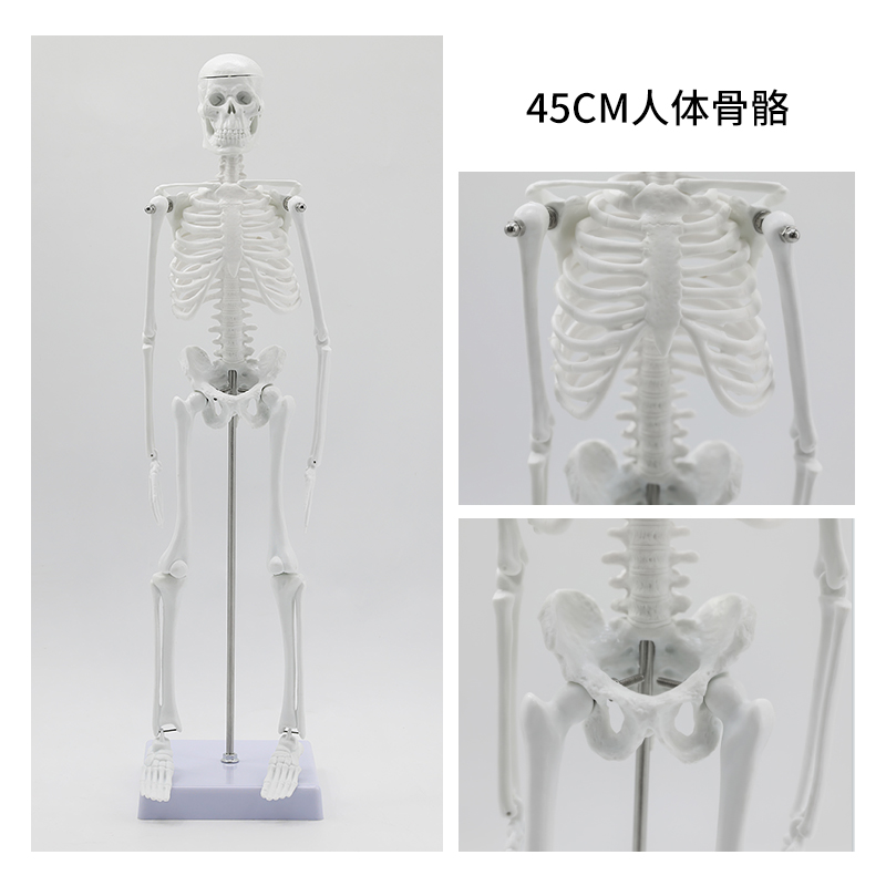 45cm bones-0