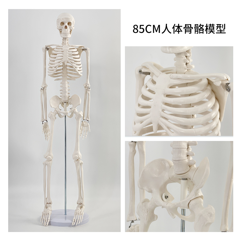 85cm vertical skeleton (without nerves)-0
