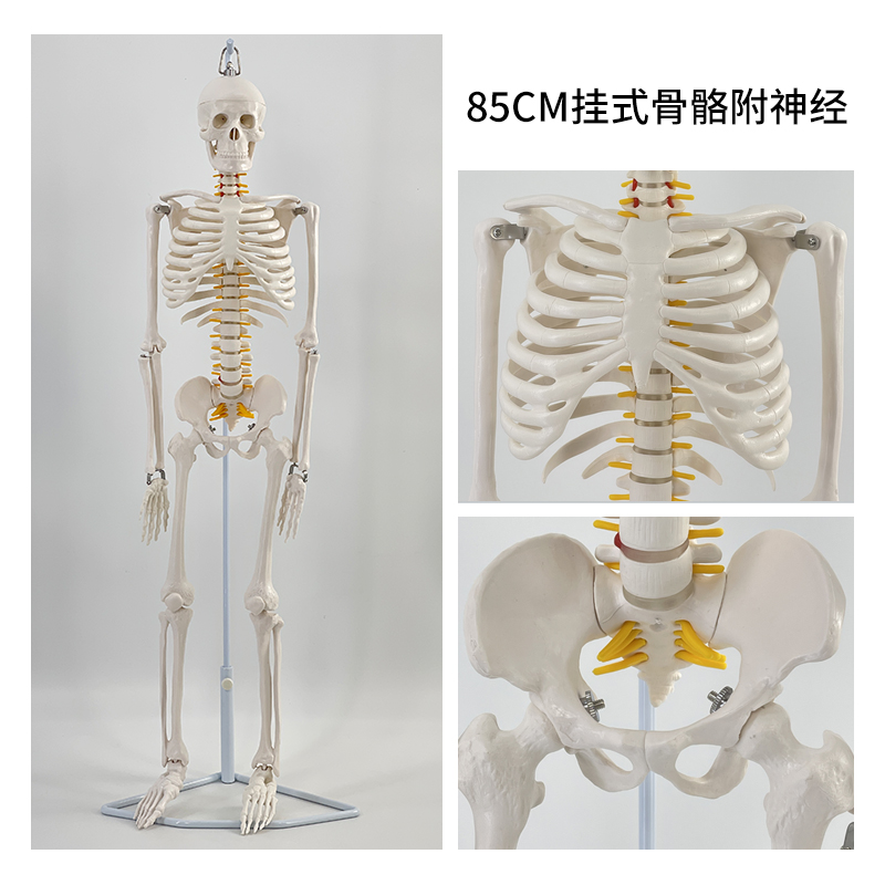 85cm hanging skeleton with nerve roots-0