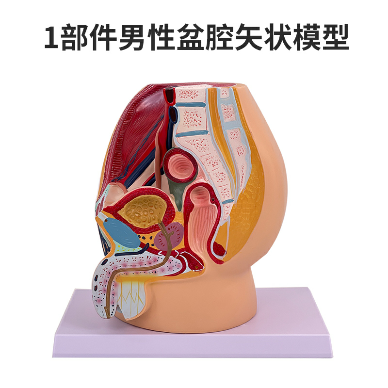 A part of the male pelvis-0