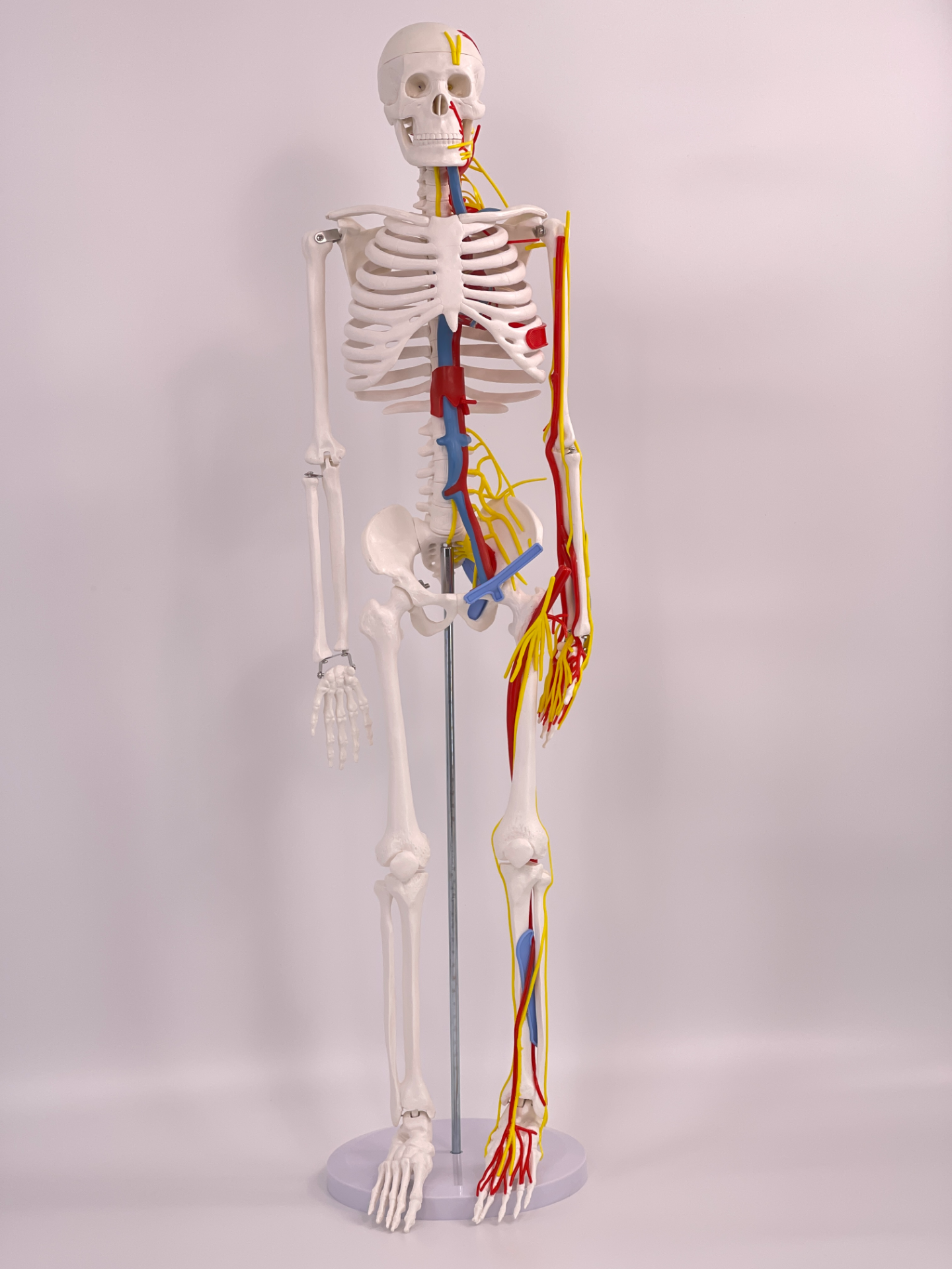 85cm human body skeletal model with heart and blood vessels-0